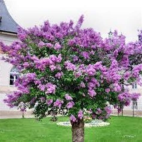 Lavender Magical Crape Myrtle: A Drought-Tolerant Plant for Water-Wise Gardens